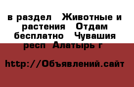  в раздел : Животные и растения » Отдам бесплатно . Чувашия респ.,Алатырь г.